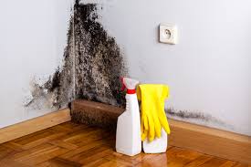 Reliable Tumwater, WA Mold Removal Services Solutions